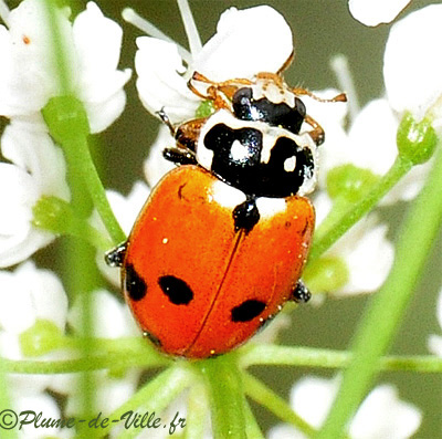 Insectes autres . La Coccinelle des friches PlumeDeVille